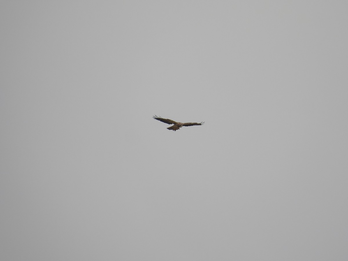 Swainson's Hawk - ML646809858