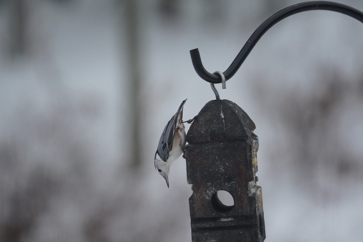White-breasted Nuthatch - ML646809860