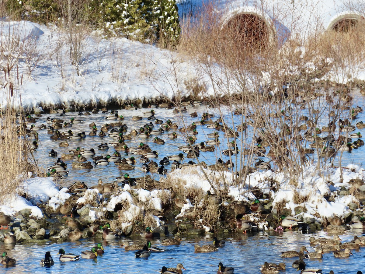 Animals - ML646809862