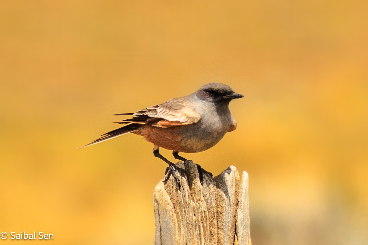 Chocolate-vented Tyrant - ML646809867