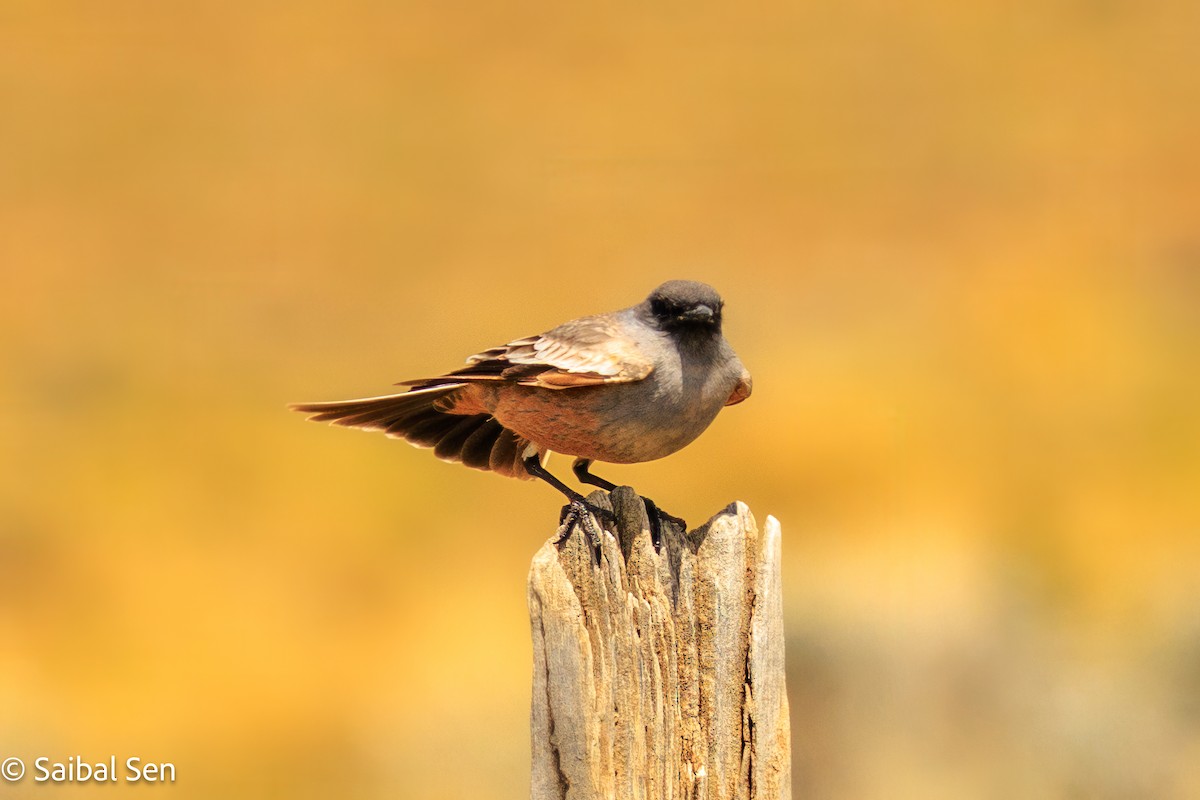 Chocolate-vented Tyrant - ML646809868