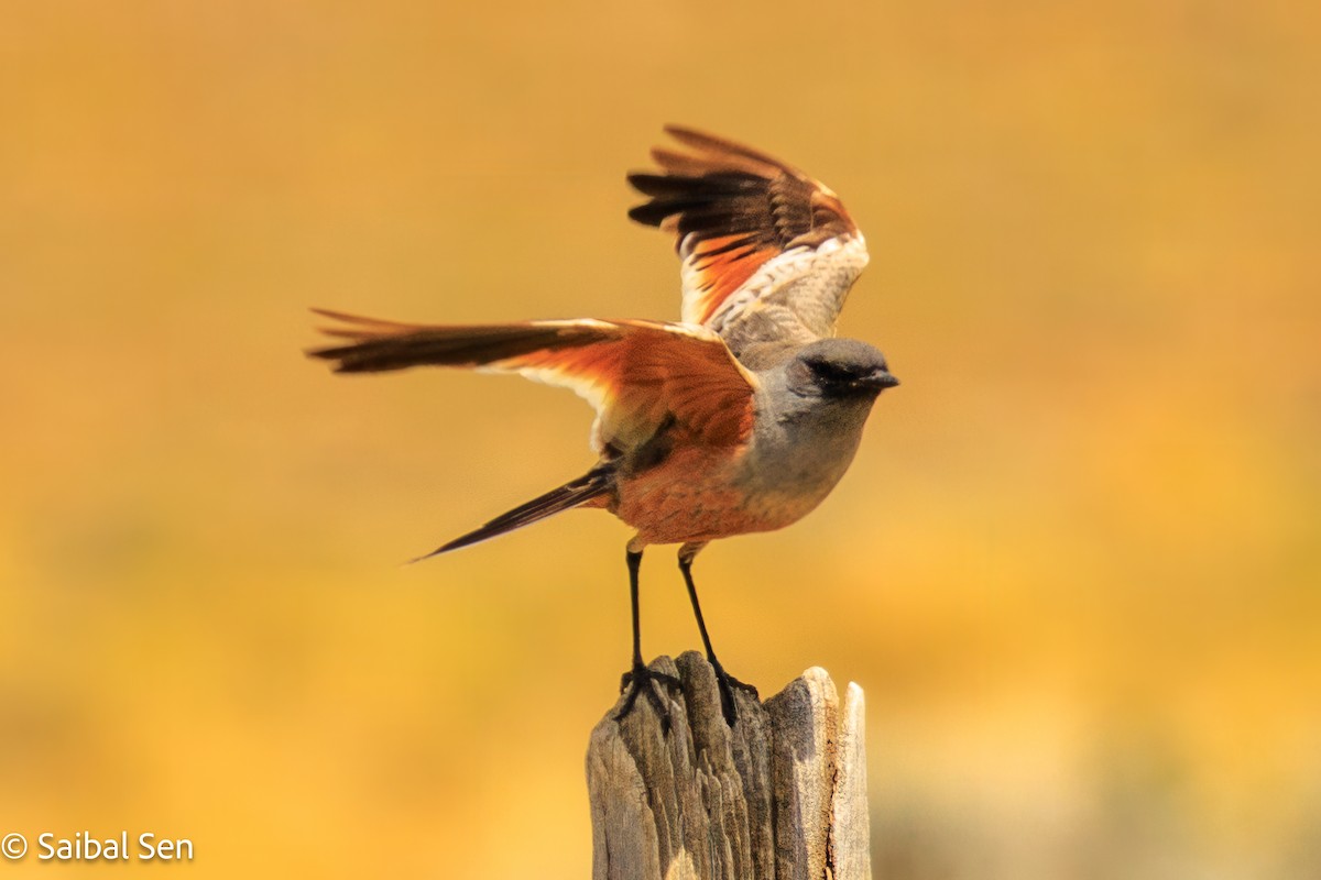 Chocolate-vented Tyrant - ML646809869