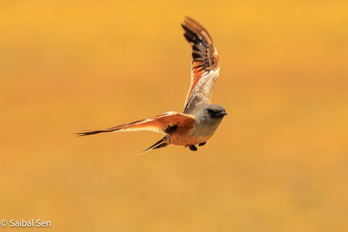 Chocolate-vented Tyrant - ML646809870