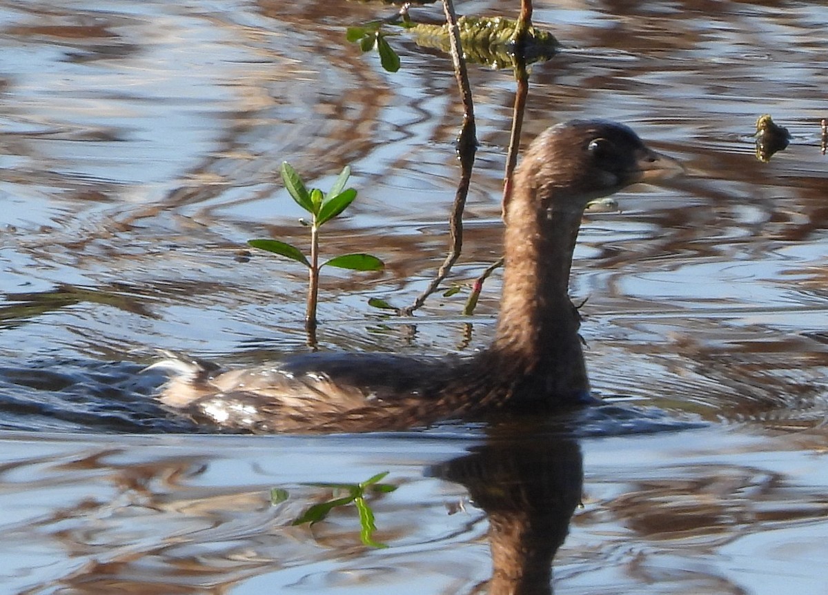 Pied-billed Grebe - ML646809873