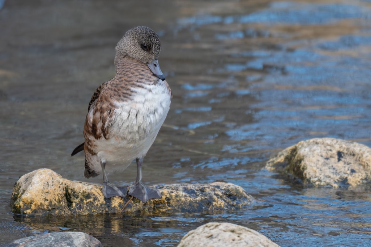 American Wigeon - ML646809874