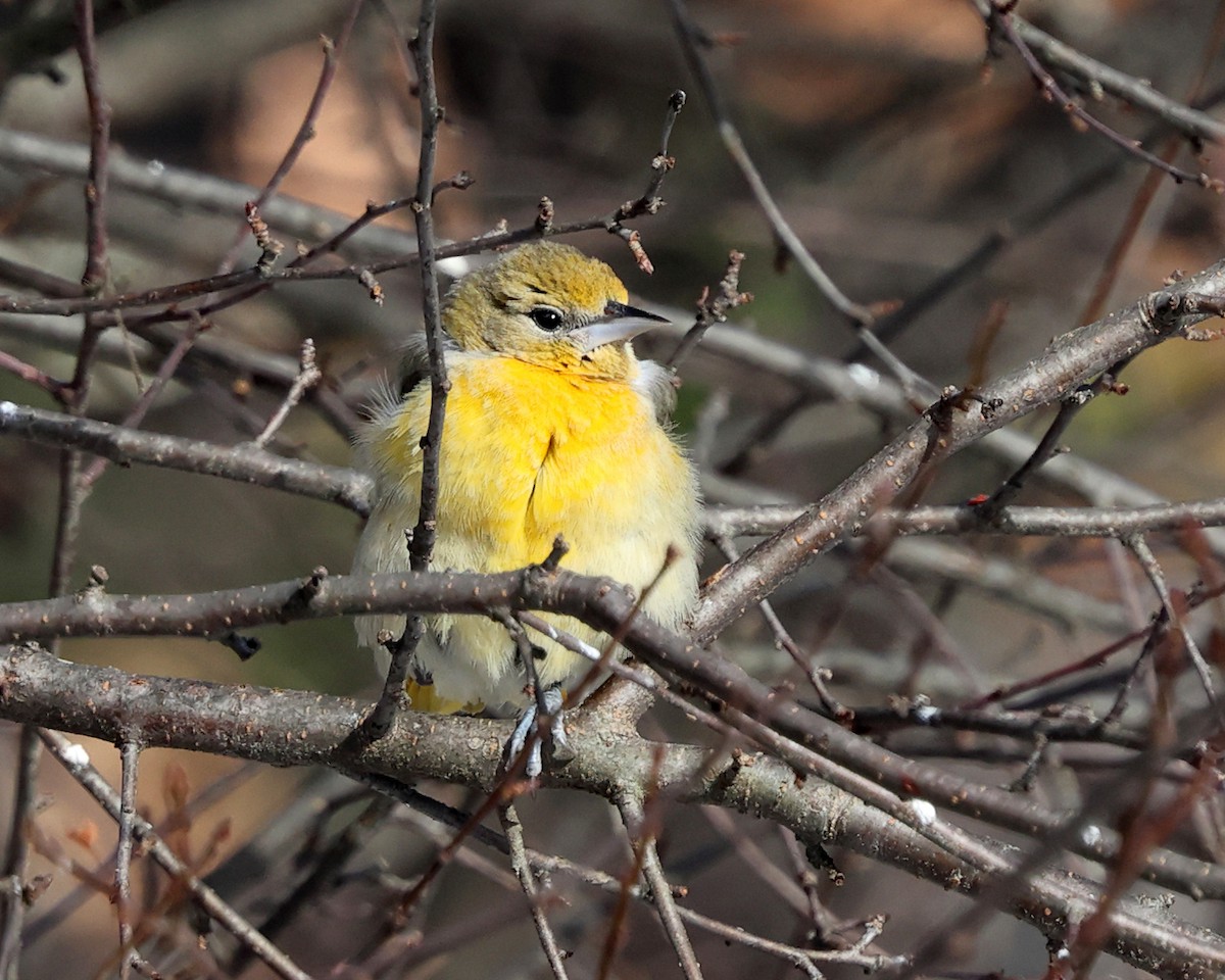 Turpial de Baltimore - ML646809875