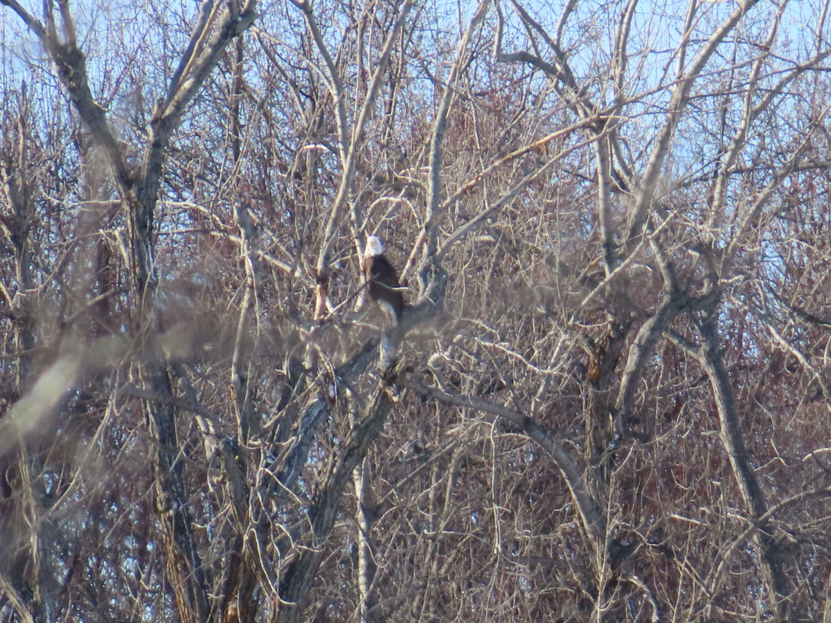 Орлан білоголовий - ML646809884