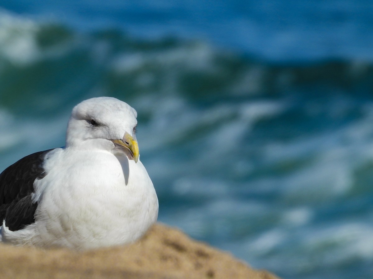 Gavión Atlántico - ML646809886