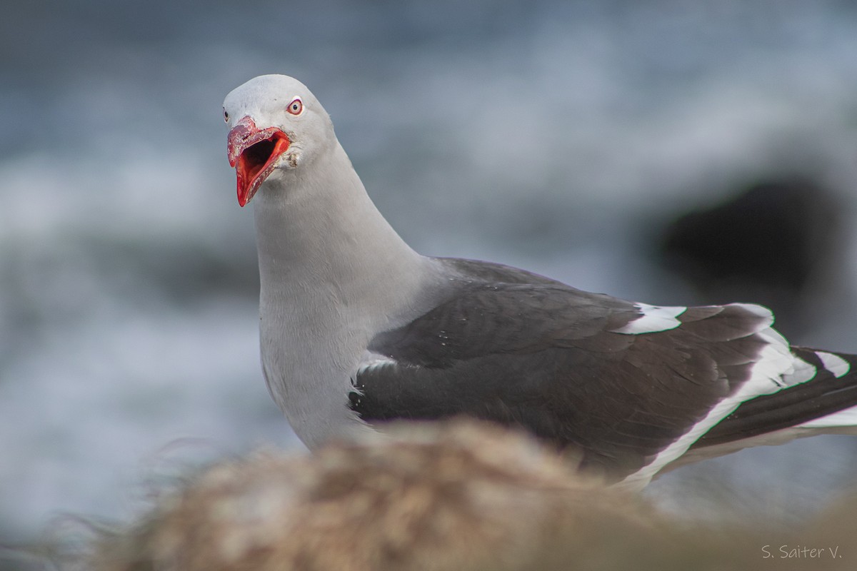 Goéland de Scoresby - ML646809887