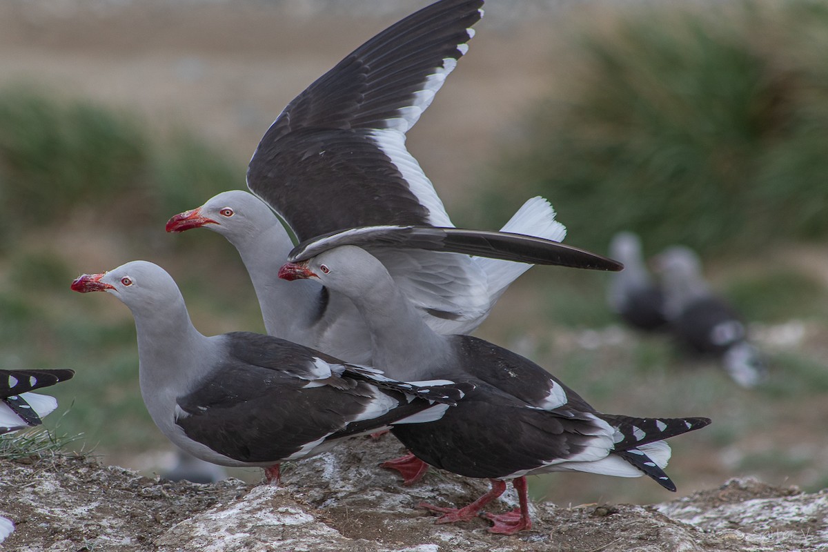 Goéland de Scoresby - ML646809888