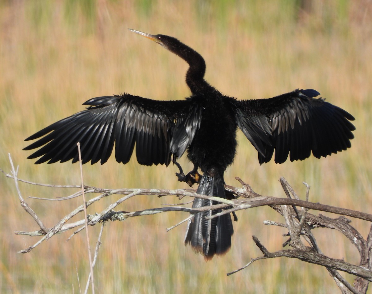Anhinga - ML646809889