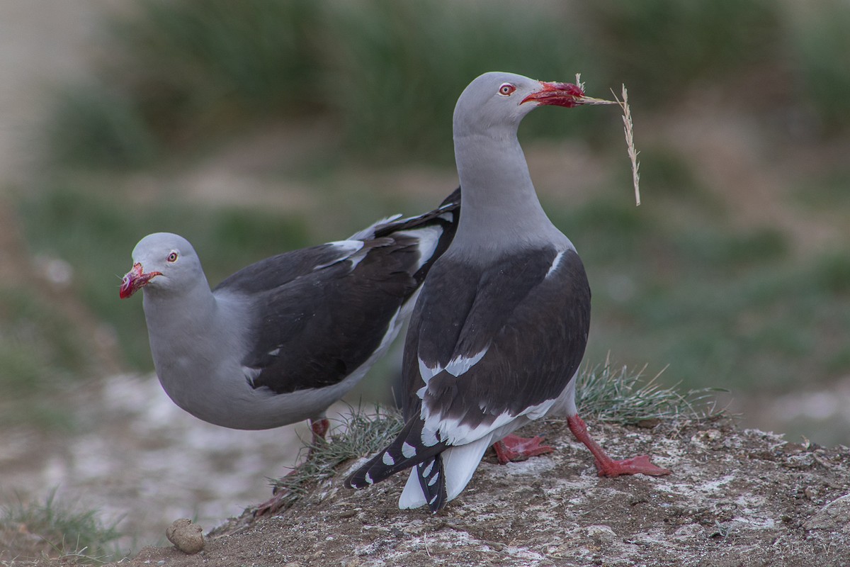 Goéland de Scoresby - ML646809890