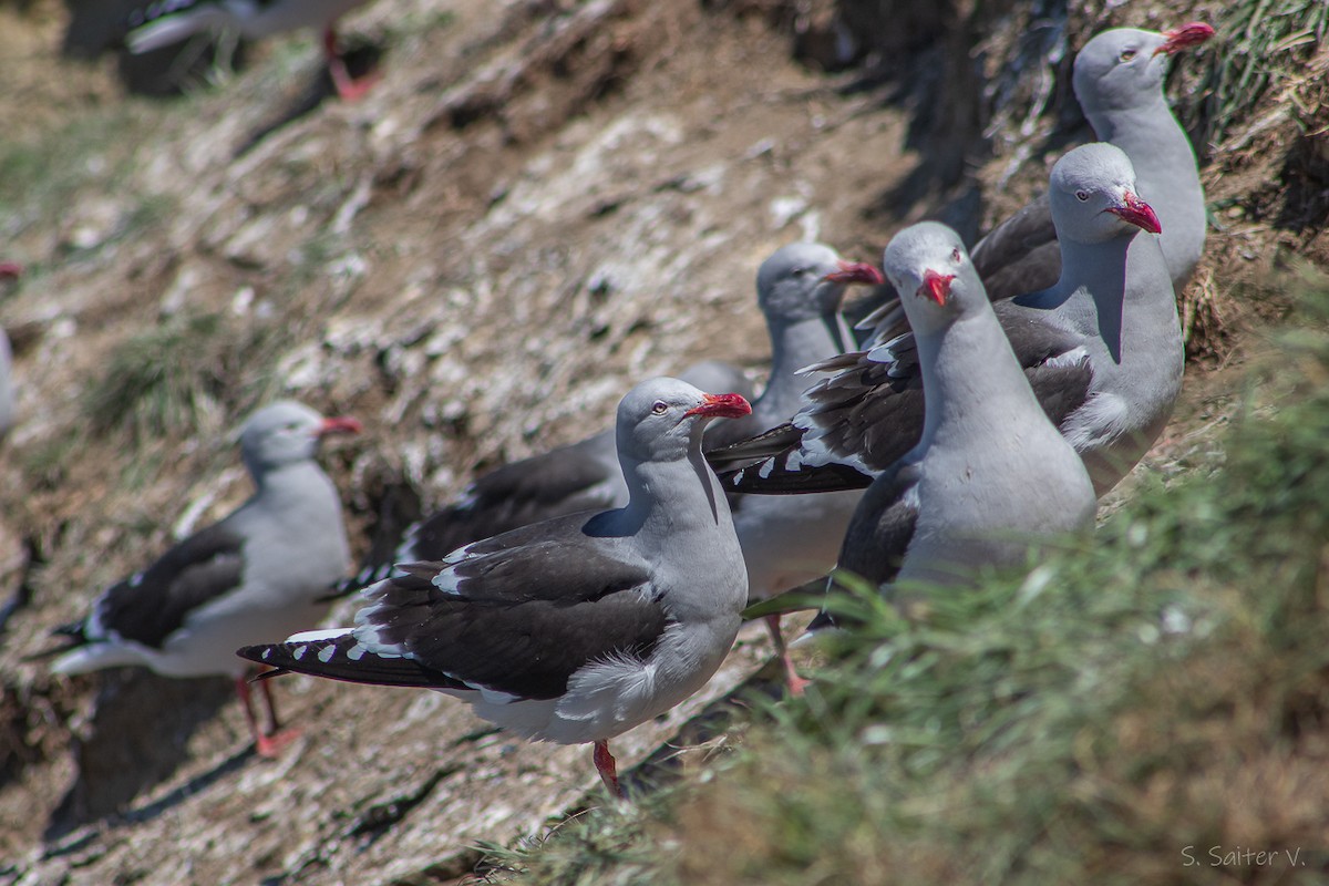 Goéland de Scoresby - ML646809891