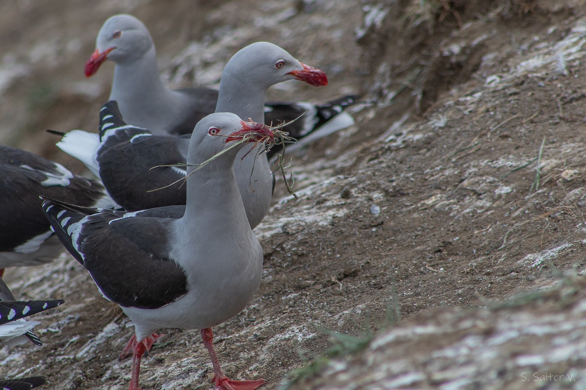 Goéland de Scoresby - ML646809892
