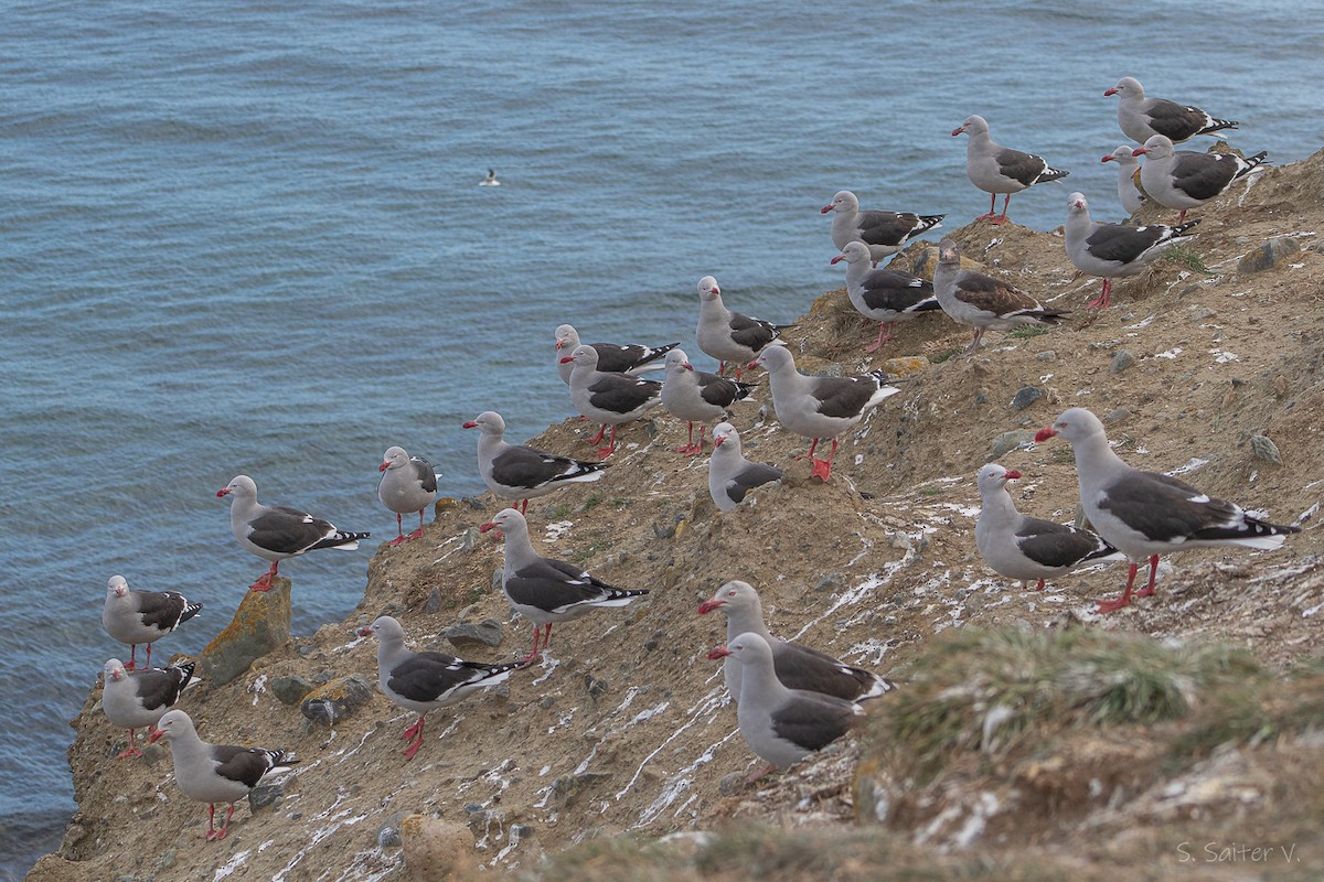 Goéland de Scoresby - ML646809893