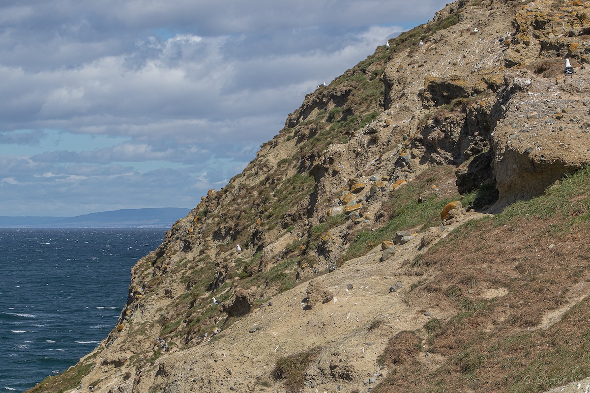 Goéland de Scoresby - ML646809894