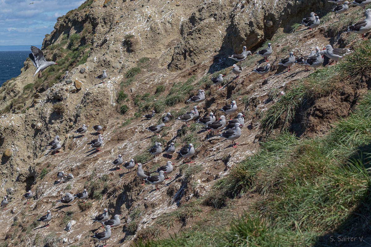 Goéland de Scoresby - ML646809895