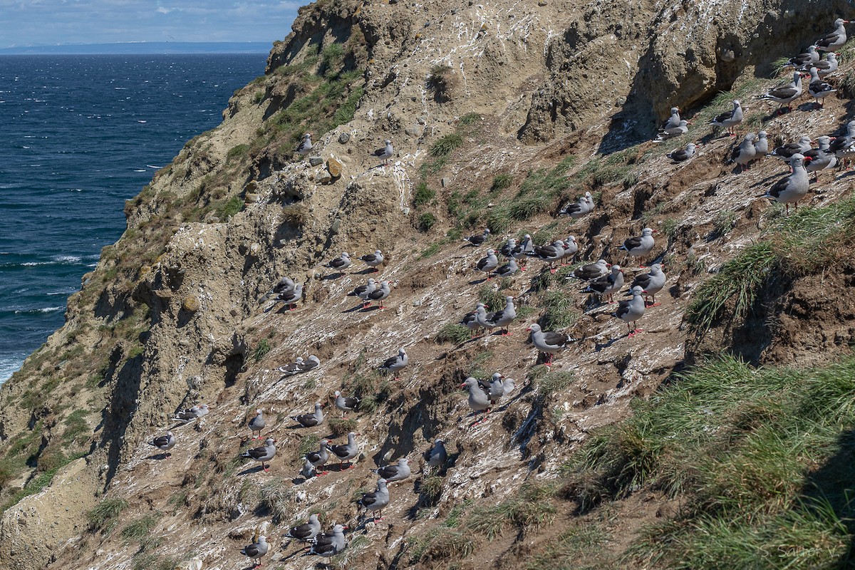 Goéland de Scoresby - ML646809896