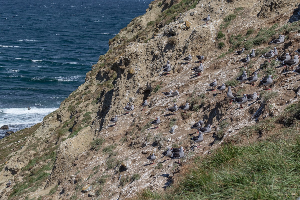 Goéland de Scoresby - ML646809897