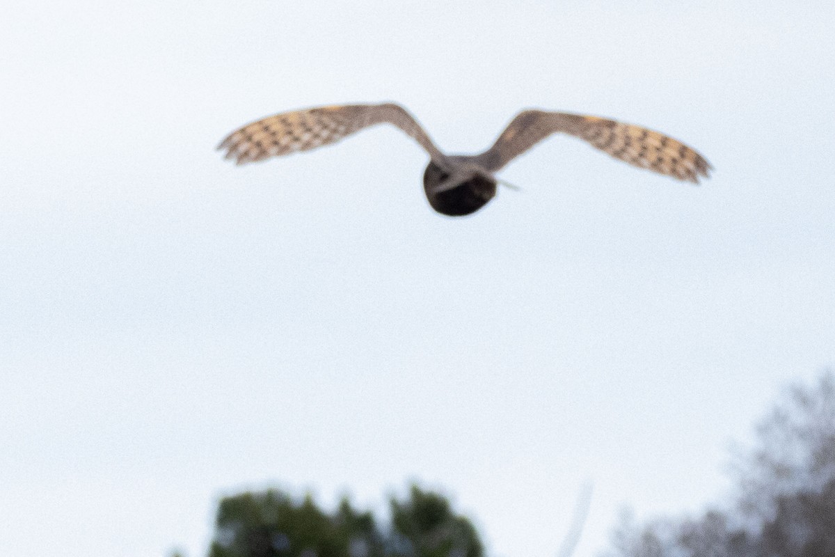 Amerikaschleiereule - ML646809898