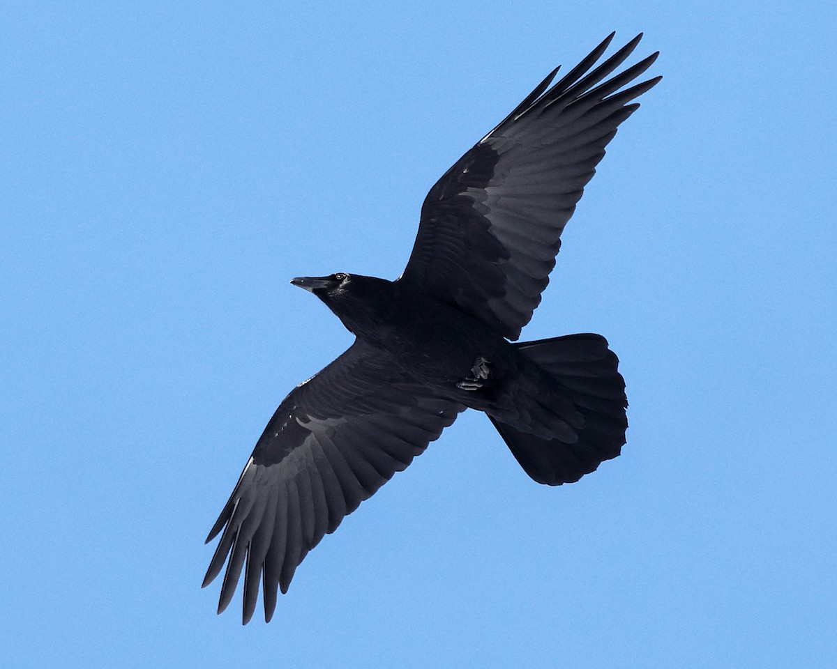 Ворон - ML646809899