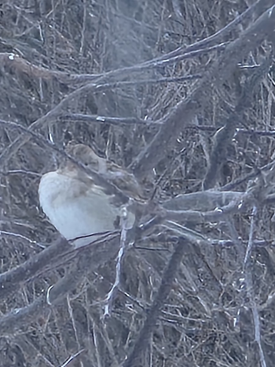Field Sparrow - ML646809900
