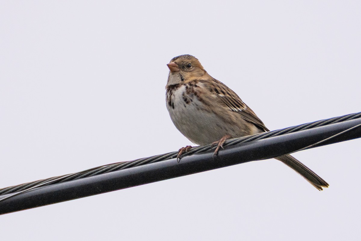 Harris Serçesi - ML646809901