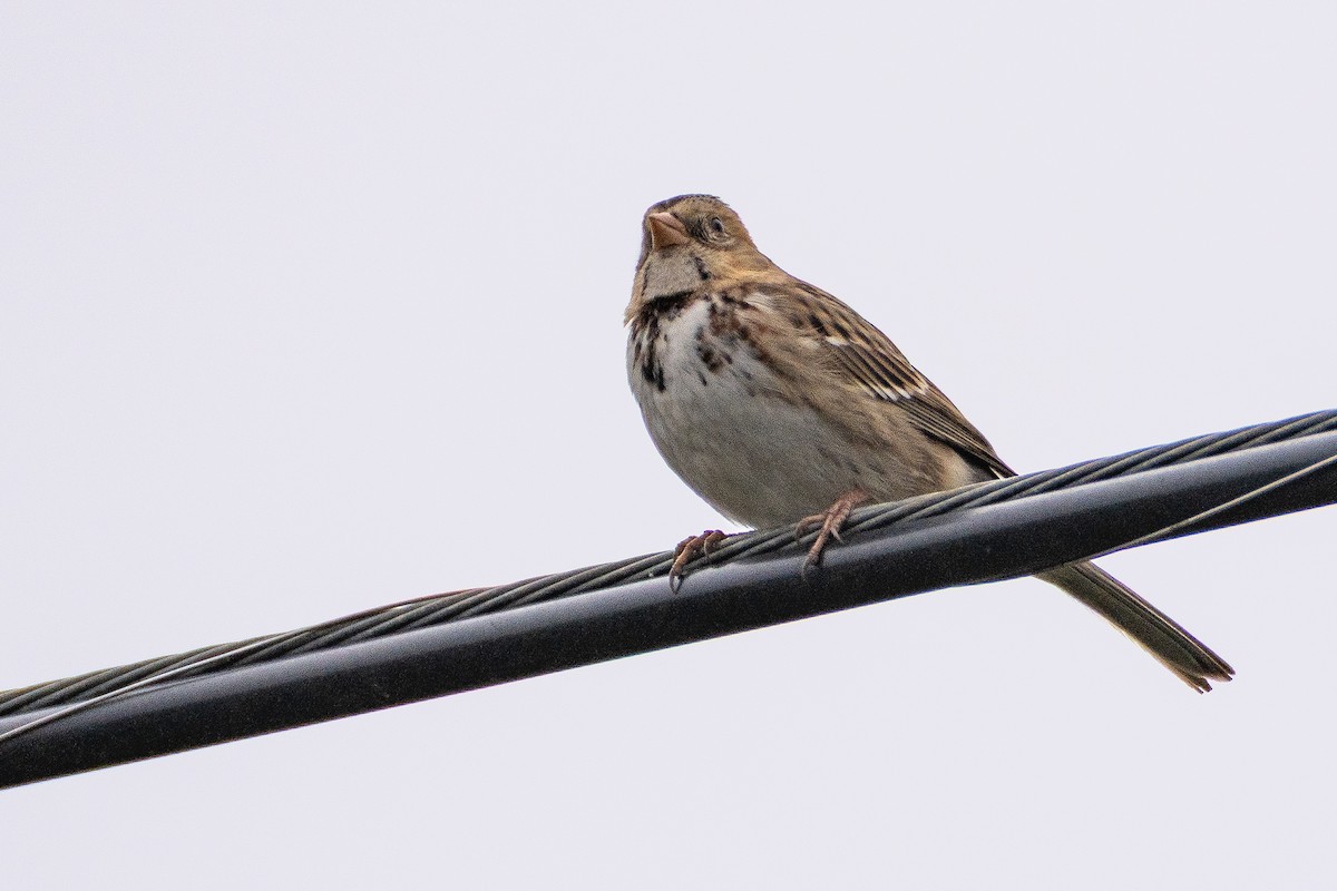 Harris Serçesi - ML646809902