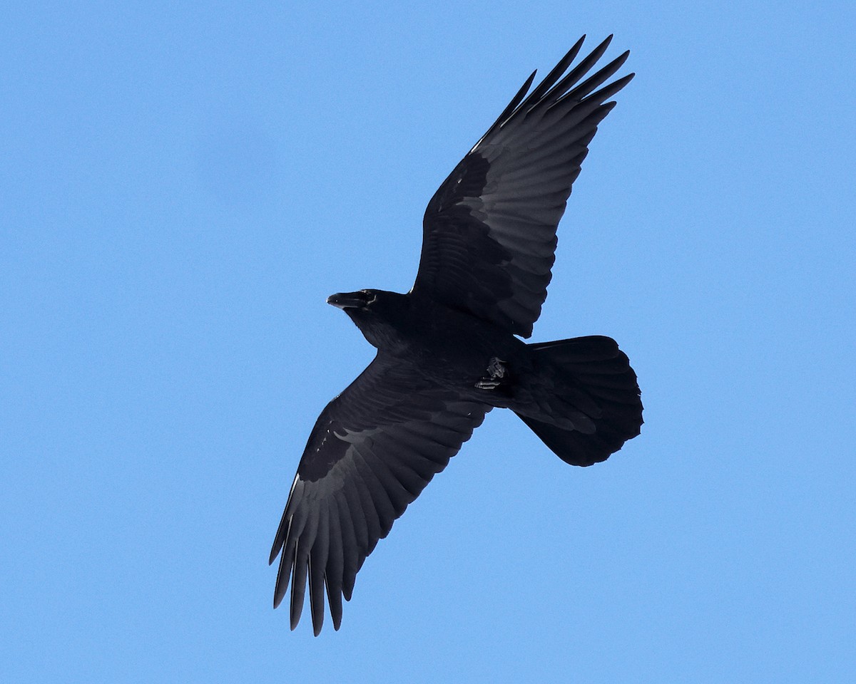 Ворон - ML646809909