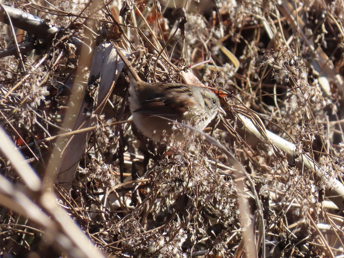 Swamp Sparrow - ML646809913