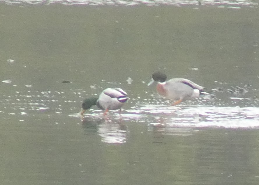 雑種 マガモ ｘ オナガガモ - ML646809914