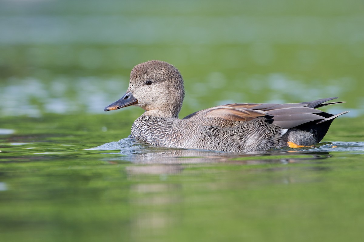 Boz Ördek - ML646809915