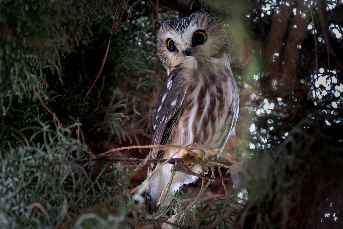 Sägekauz - ML646809916