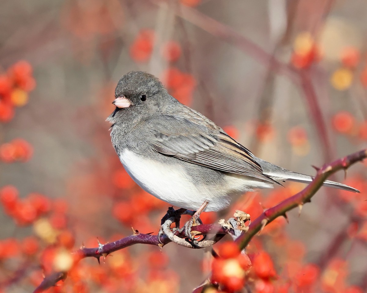 Серый юнко (Серый) - ML646809917
