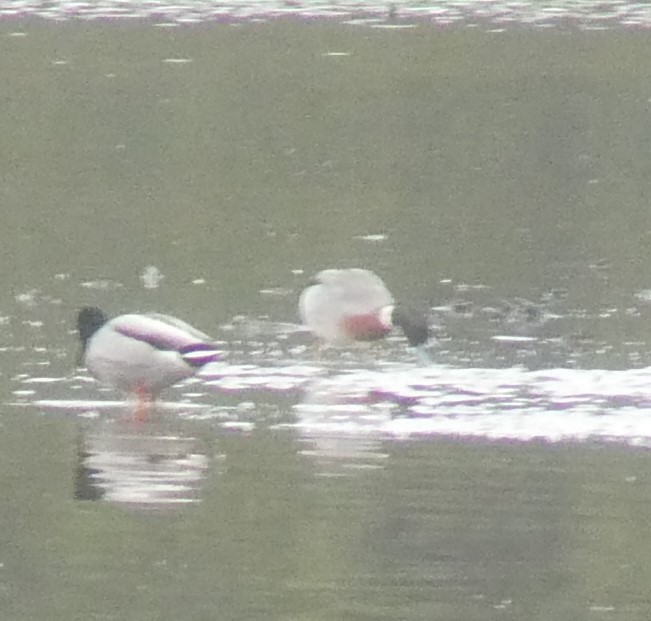 雑種 マガモ ｘ オナガガモ - ML646809918