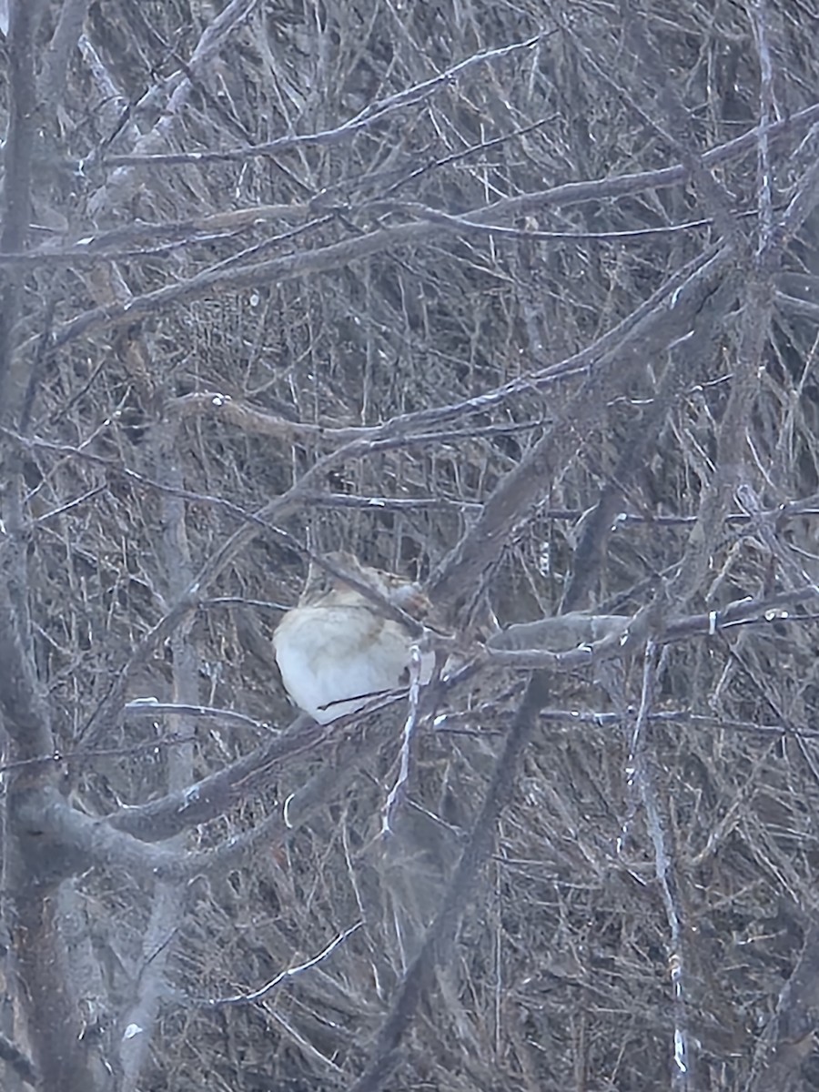 Field Sparrow - ML646809919