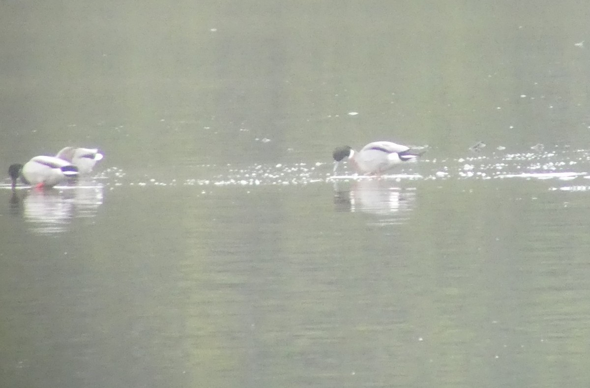 雑種 マガモ ｘ オナガガモ - ML646809920