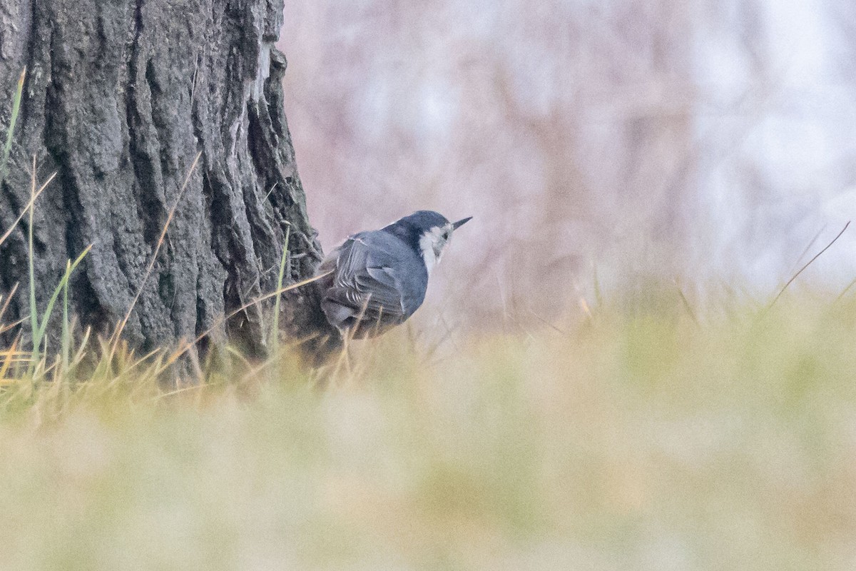 Weißbrustkleiber - ML646809921