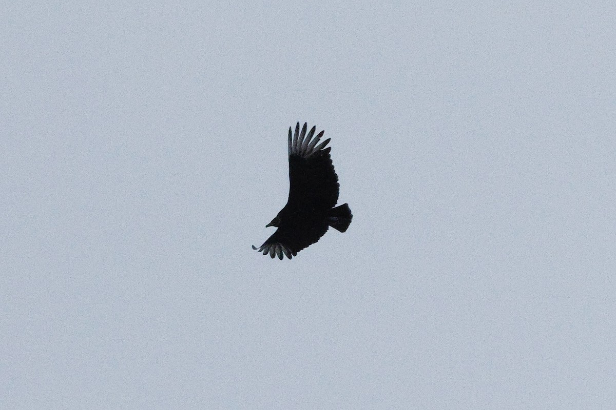 Zopilote beltza - ML646809926