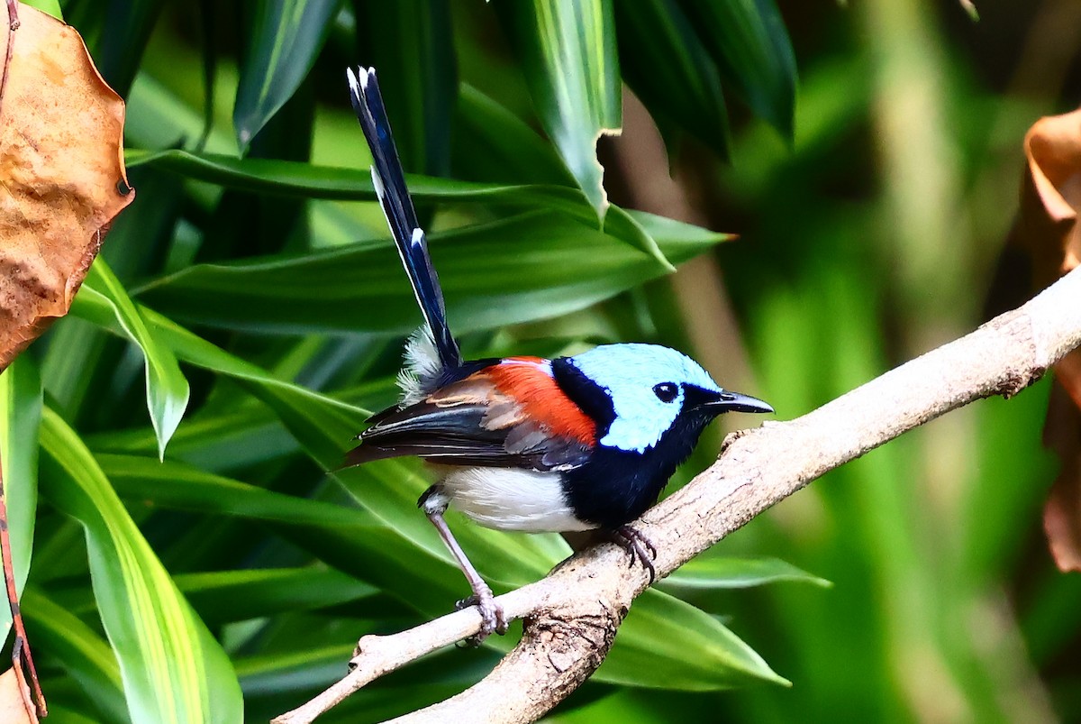 Lovely Fairywren - ML646809929