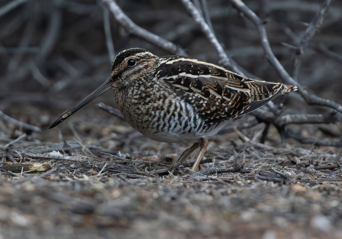 Wilson's Snipe - ML646809930