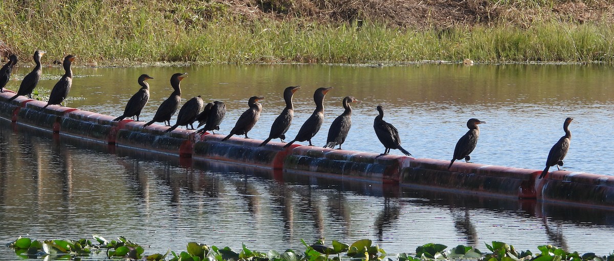 Cormoran à aigrettes - ML646809932