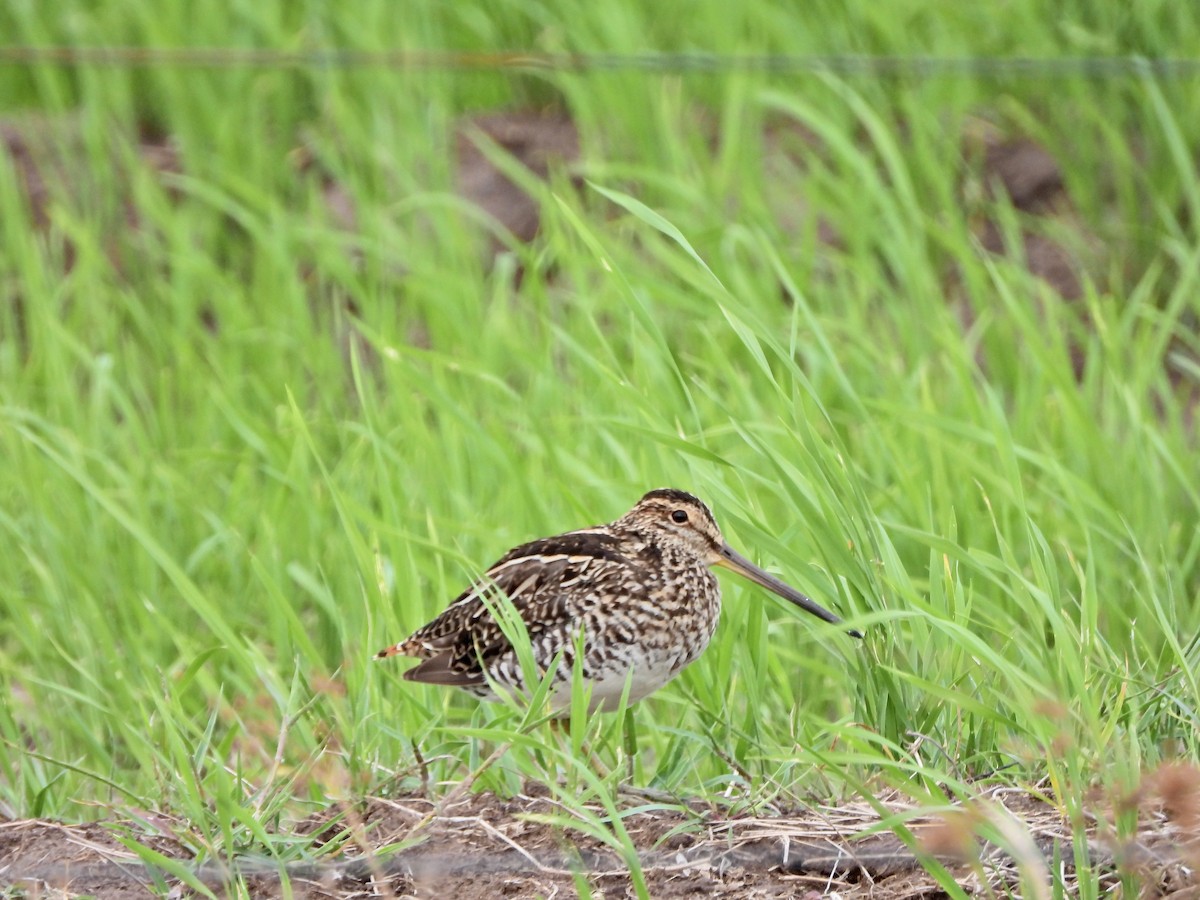 Pantanal Snipe - ML646809937
