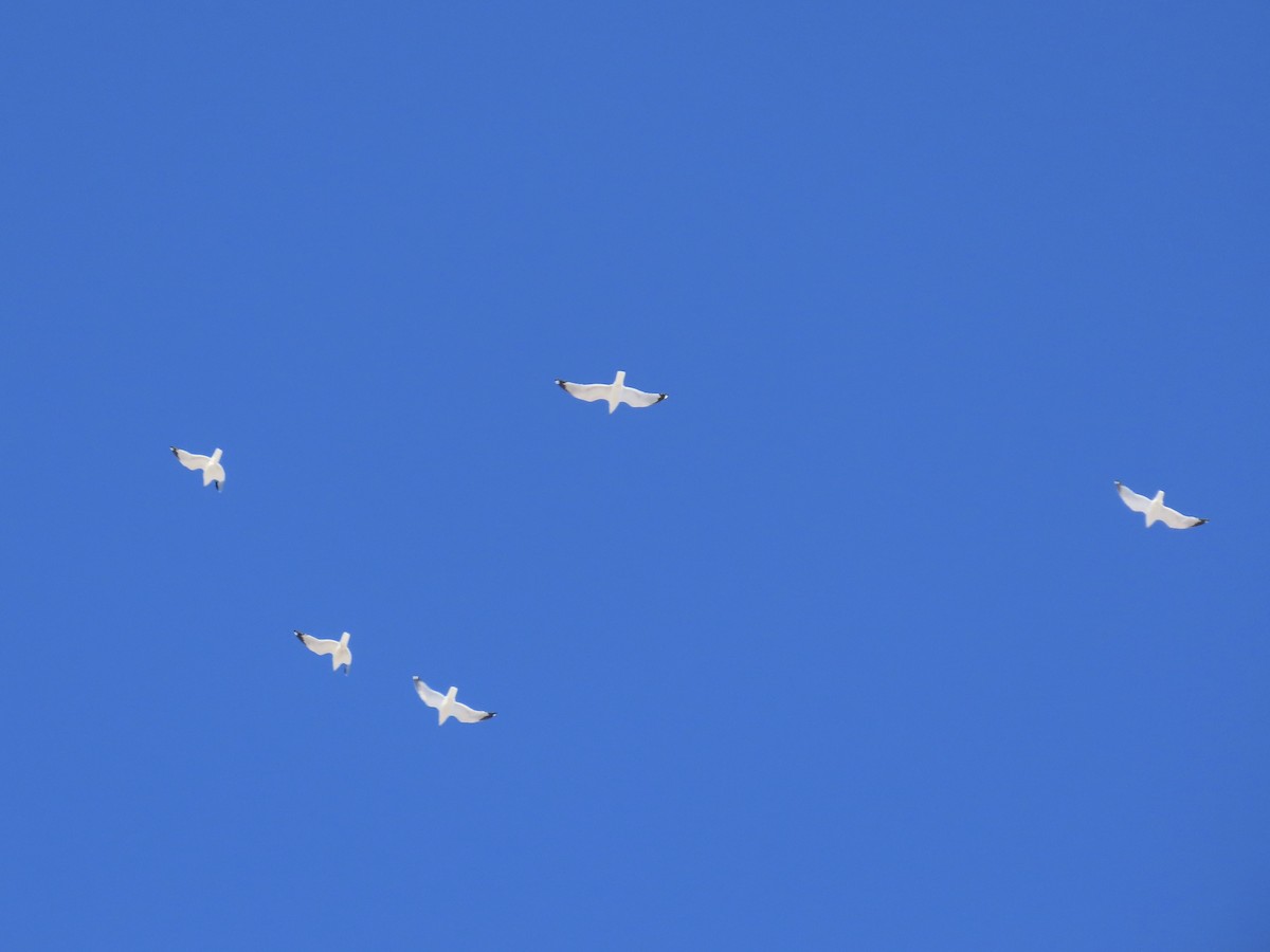 racek kroužkozobý - ML646809938