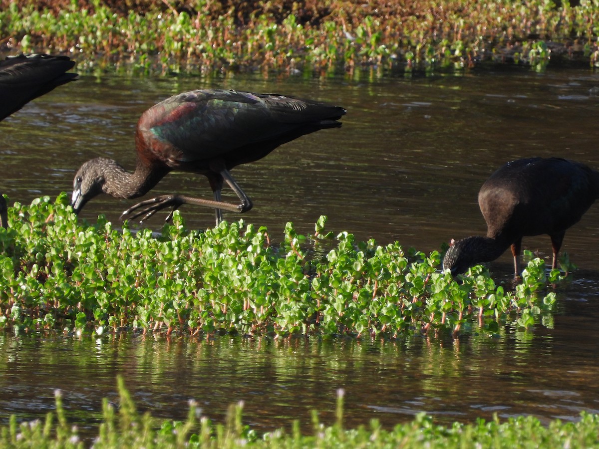 Glossy Ibis - ML646809939