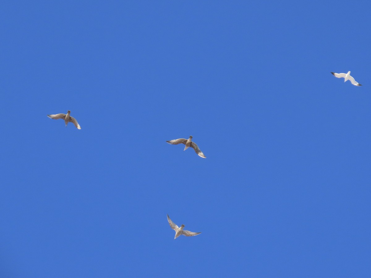 racek americký - ML646809940