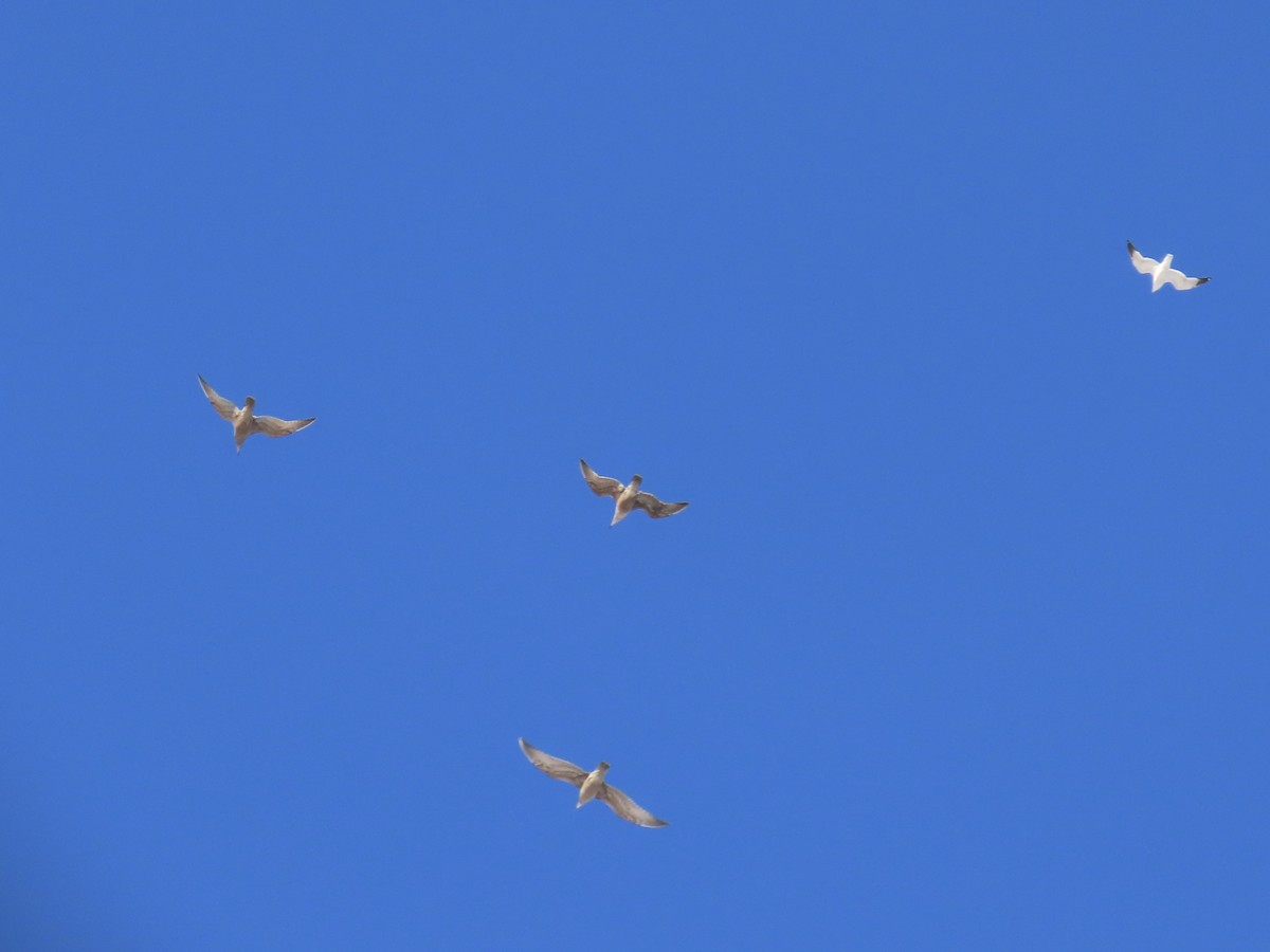 racek americký - ML646809941