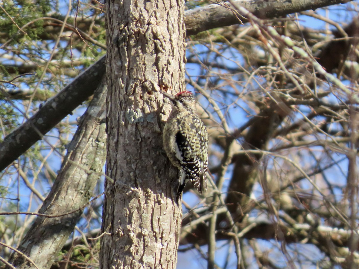 datel rudohrdlý - ML646809942