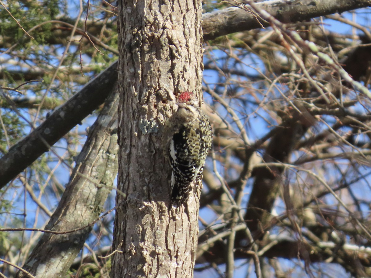 datel rudohrdlý - ML646809943