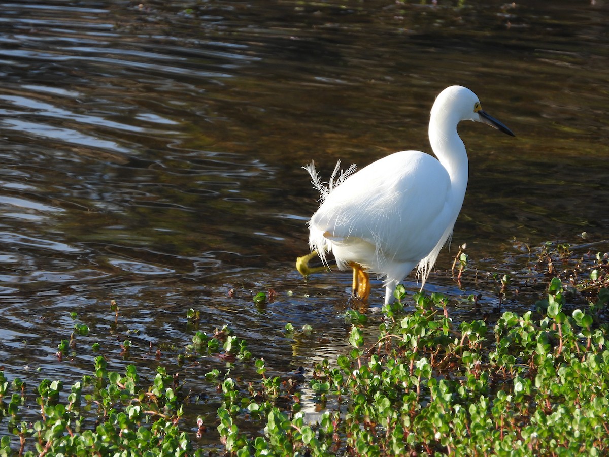 Snowy Egret - ML646809947